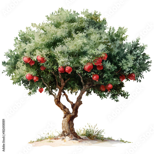 Watercolor painting of Pomegranate Tree, vector illustration, isolated on white background.