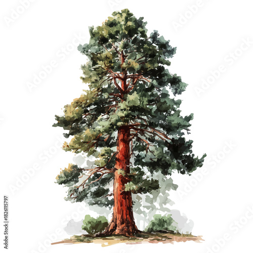 Redwood Tree in watercolor style, vector illustration, isolated on white background.