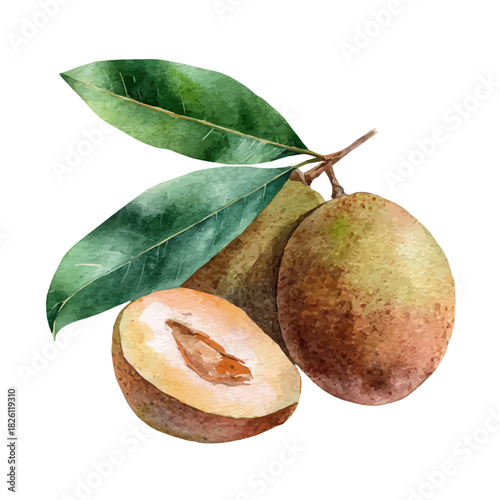 Watercolor-style vector illustration of Sapodilla, isolated on a clean white background.