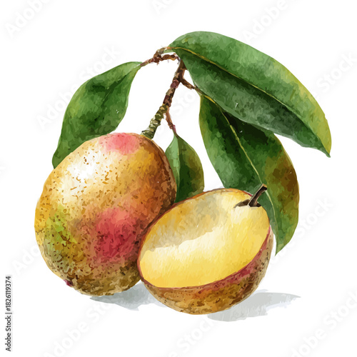 Watercolor painting of Sapodilla, vector illustration, isolated on white background.