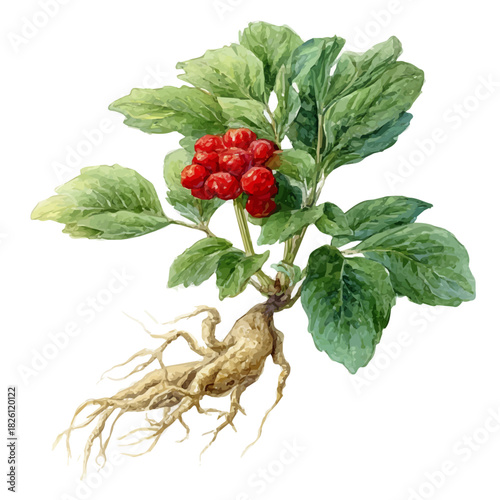 Watercolor-style vector illustration of Siberian Ginseng, isolated on a clean white background.