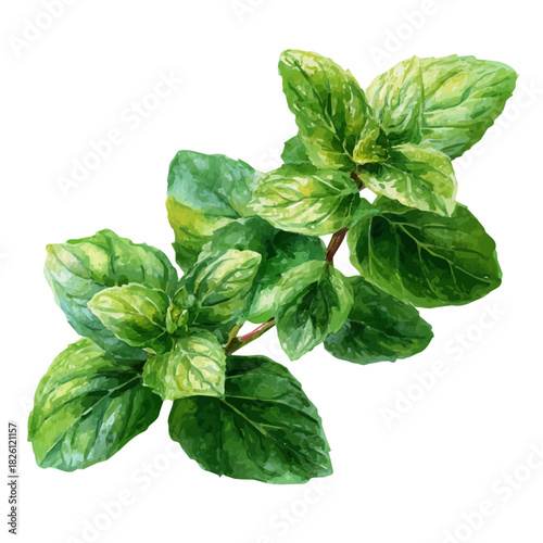 Peppermint in watercolor painting style, vector illustration on white background.