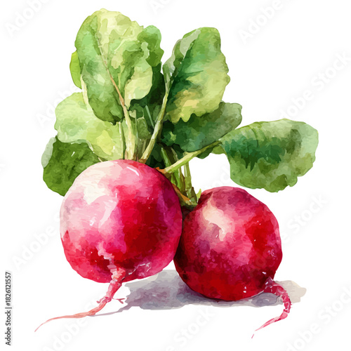 Watercolor painting of Radish, vector illustration, isolated on white background.