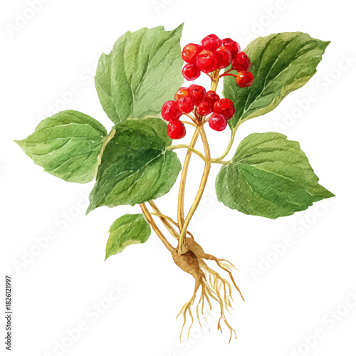 Watercolor vector illustration of Siberian Ginseng, isolated on white background.