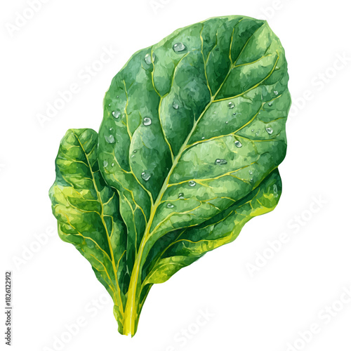 A watercolor painting of Spinach Leaf, vector illustration on white background.