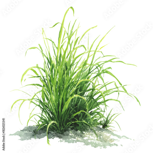 Schilderij op canvas Sea Grass in watercolor style, vector illustration, isolated on white background