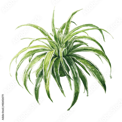Spider Plant, watercolor painting, vector illustration, isolated on a white background.