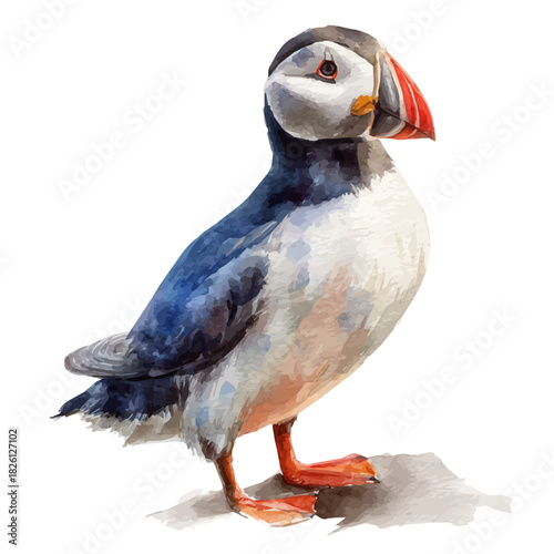 Puffin, watercolor painting, vector illustration, isolated on a white background.