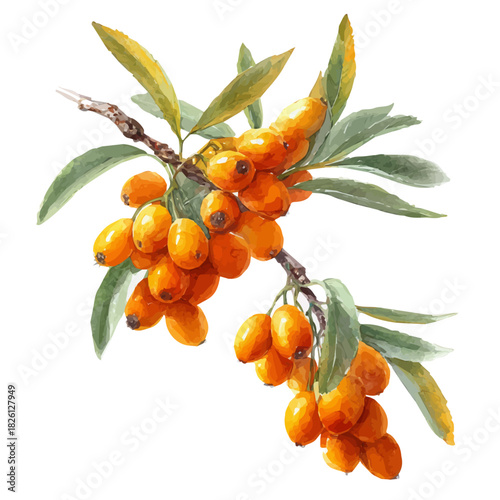 Watercolor-style vector illustration of Sea Buckthorn, isolated on a clean white background.