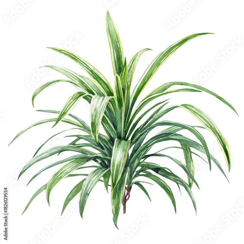 A watercolor painting of Spider Plant, vector illustration on white background.