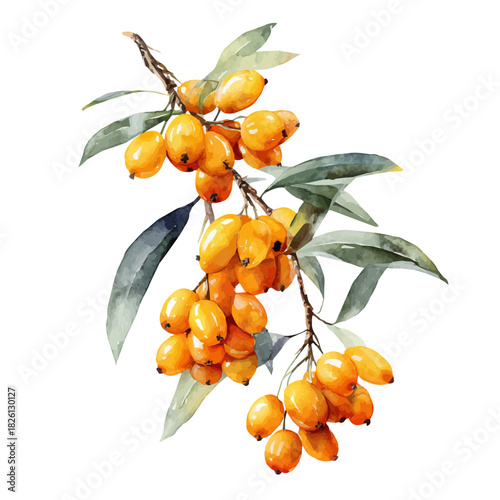 A watercolor painting of Sea Buckthorn, vector illustration on white background.