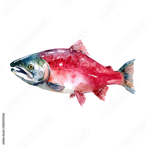 Watercolor painting of Salmon, vector illustration, isolated on white background.