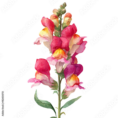 Tableau sur toile Watercolor-style vector illustration of Snapdragon Flower, isolated on a clean white background
