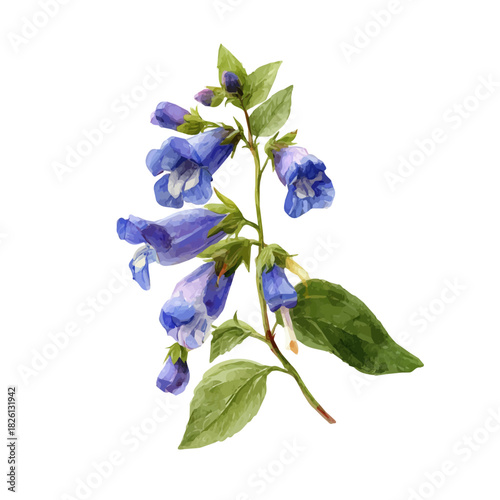 Skullcap, watercolor illustration, vector style, isolated on a white background.