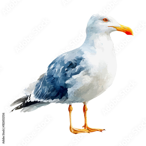 Watercolor vector illustration of Seagull, isolated on white background.