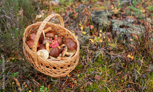 Wicker basket filled with wild edible mushrooms in forest