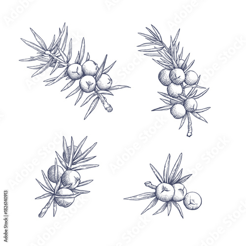Juniper branches. Hand drawn botanical vector illustration in engraving style
