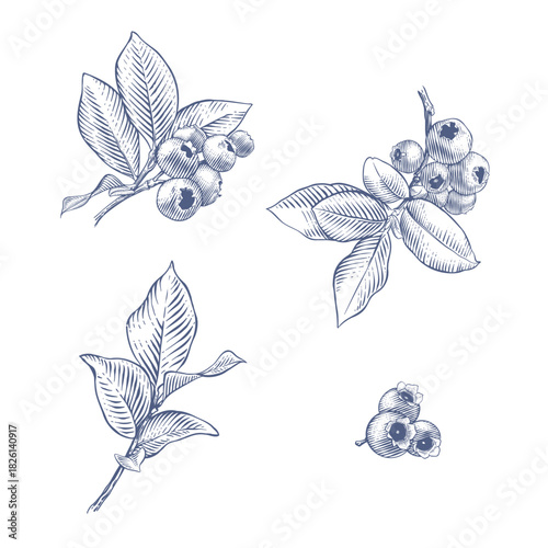 Blueberry branches. Hand drawn botanical vector illustration in engraving style