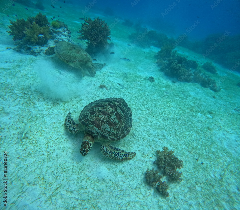 Naklejka premium Two Sea Turtles Swimming Underwater with Coral Reef
