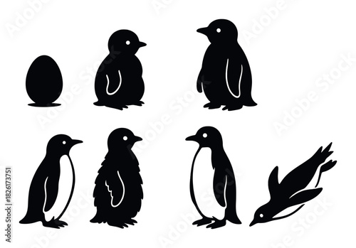 Penguin lifecycle: egg to adult - six stages illustrated in silhouettes