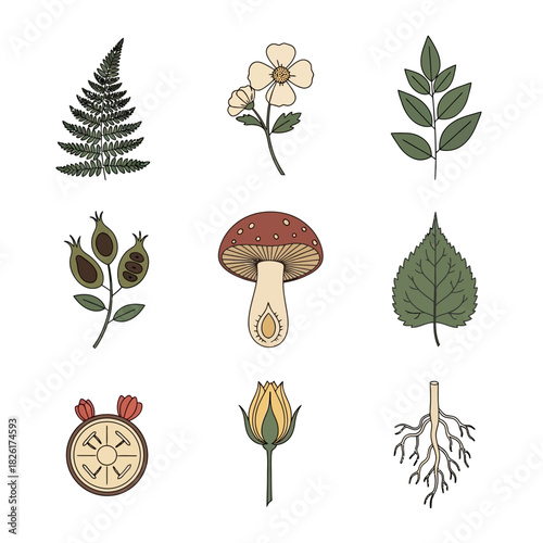 Botanical illustration of various plants and natural elements.