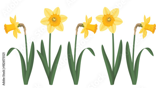 Row of five bright yellow daffodil flowers isolated on