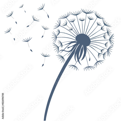 dandelion on black background