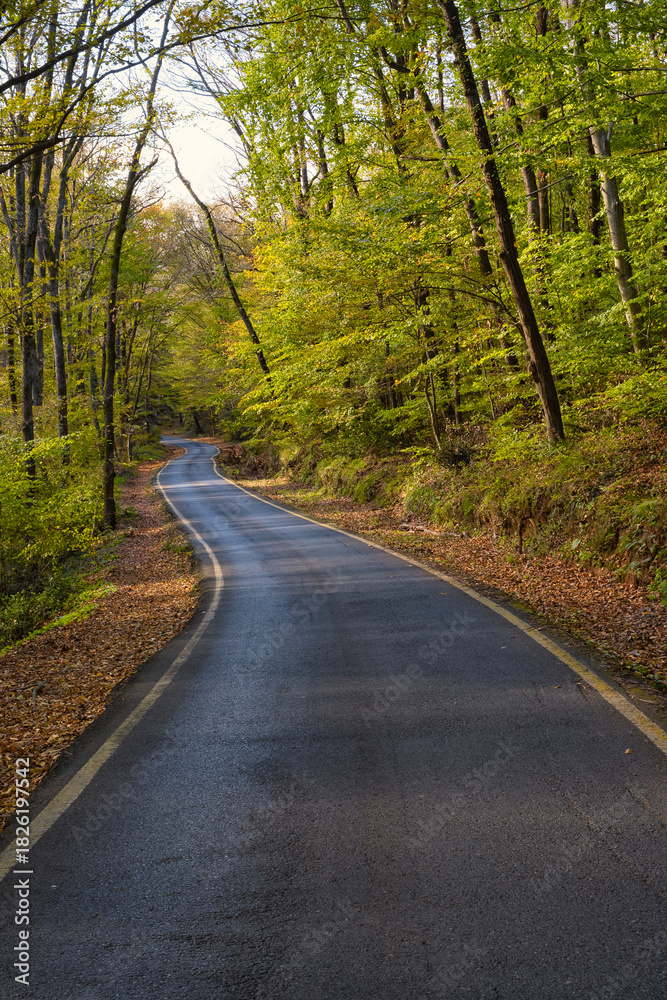 Obraz premium road in the forest