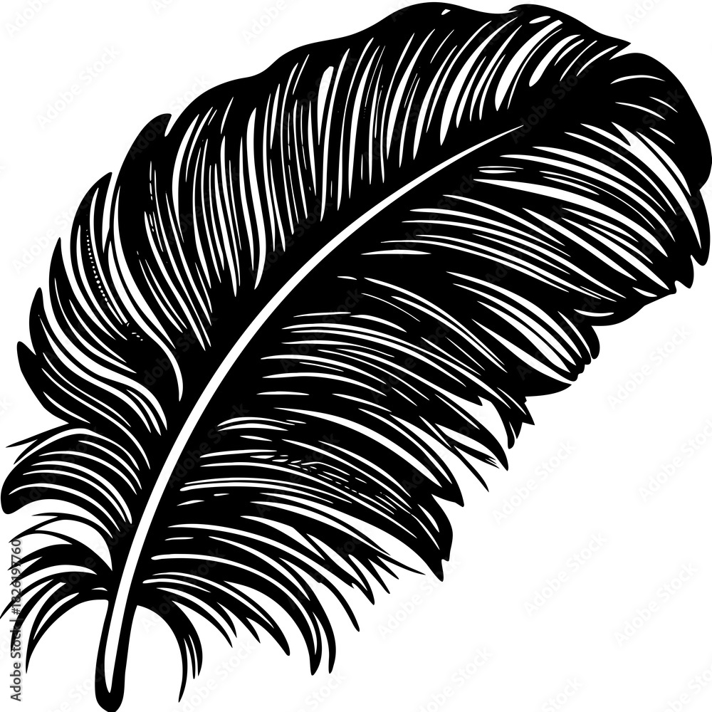 Fototapeta premium black and white feather