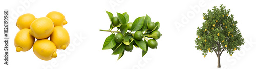 Arrangement of lemons, unripe citrus fruits with leaves, and a mature citrus tree isolated on transparent background