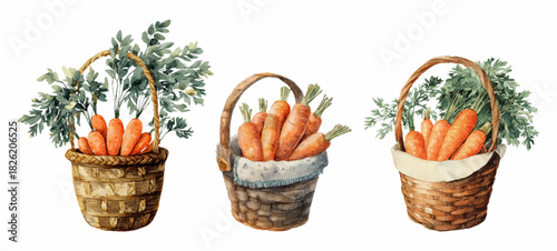 Set of baskets with watercolor carrots. Wicker rural baskets with orange carrots. Farm and village harvest. Fresh vegetable products. Vector illustration.