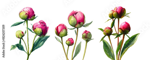 Watercolor set of peony buds. Pink peony flower buds in stages to full bloom. Spring flowers hand drawn illustration. Watercolor botanical illustration. Vector.