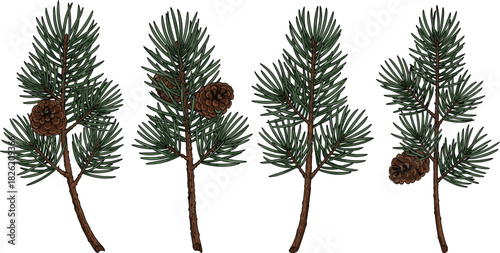 Four pine branches with brown pinecones and green needles on white background evergreen