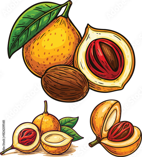 Vector nutmeg fruit with smooth details, bright colors, and a clean modern illustrative style.
