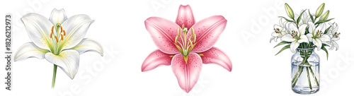 Illustrations of a white lily, a pink lily, and a vase filled with white lilies on a solid backdrop on transparent background