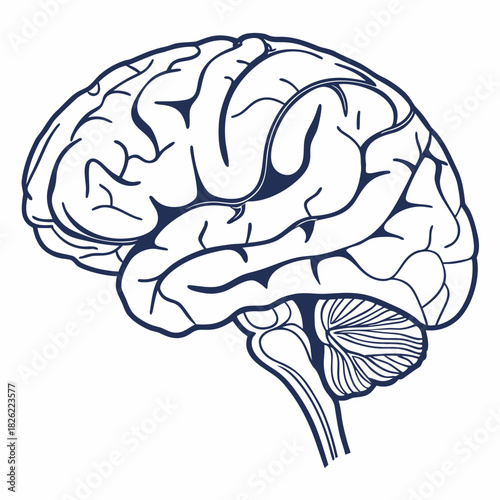 human brain vector