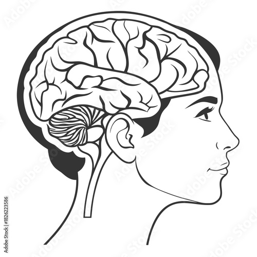 human brain vector illustration