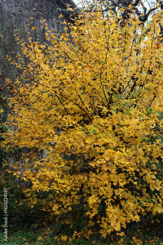 Field maple tree with yellow leaves in autumn. Acer campestre in the garden 