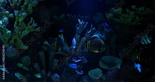 Vibrant Aquarium: Colorful Fish in a Peaceful Tank