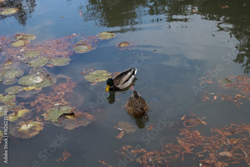 Two ducks are swimming in the pond.연못에 오리 두마리가 헤엄을 칩니다.