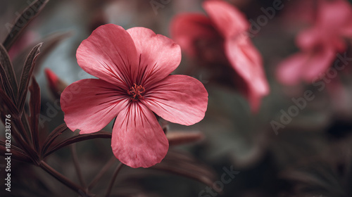 A close up of a pink geranium flower with leaves and another flower in the background slightly blurred