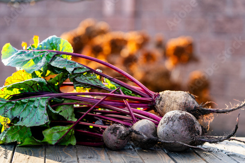 Bunch of freshly picked beets with stems on wooden table in garden, closeup. Harvest of organic vegetables