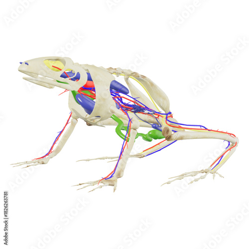 skeleton of a dinosaur skull