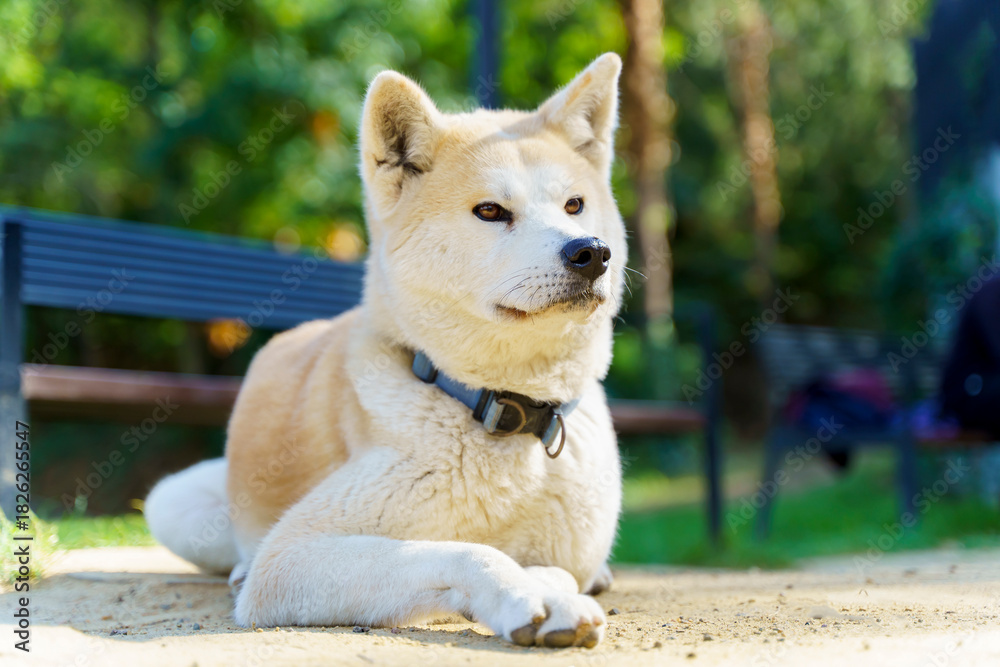 Obraz premium Relaxed Shiba Inu Dog Lying Down in Park