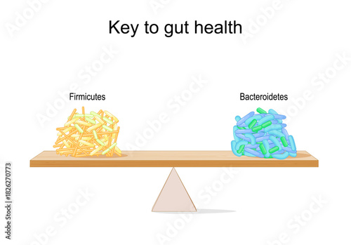 Firmicutes and Bacteroidetes Balance