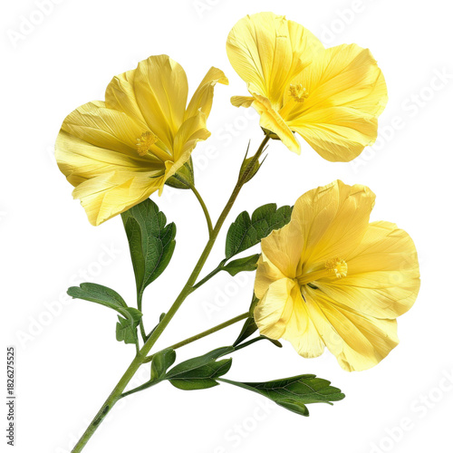 Yellow primrose flowers, botanical bloom cluster with green leaves, delicate spring floral clipart PNG for design isolated PNG with Transparent Background