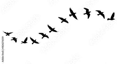 Silhouette of birds flying in formation against a white background