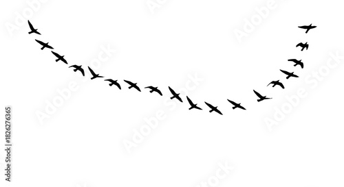 Silhouette of birds flying in v formation against white background for freedom