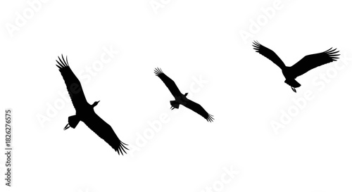 Three vultures soaring in a clear sky silhouette illustration for wildlife concepts