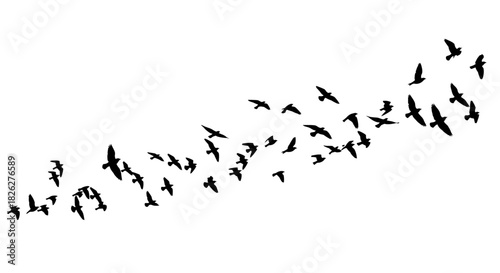 Flock of birds flying in formation against a white background silhouette